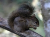 1056 BrazilianSquirrel.jpg